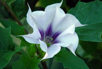 Datura fiore: una descrizione della pianta