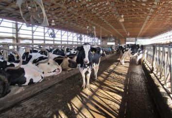 Stall Größe Kühe im befestigten Wartung