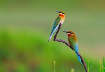 Bee-eater de oro devasta los apiarios