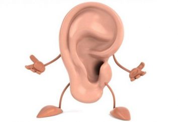 órganos de equilibrio y la audición: descripción, estructura y función