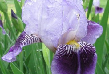 Iris Garden: impianto e cura in autunno