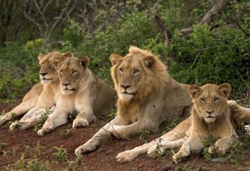 La estructura de la manada de leones. Orgullo – un grupo de leones