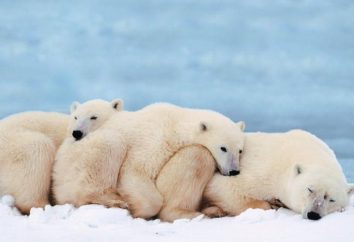 Ciekawostki o niedźwiedzie polarne: Opis i cechy