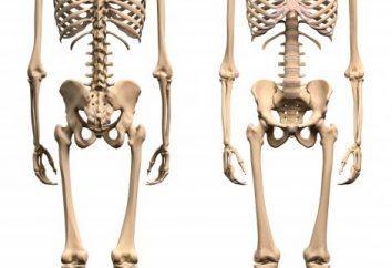 Ludzkie kości kończyny dolnej. Stawy kończyn dolnych od osoby