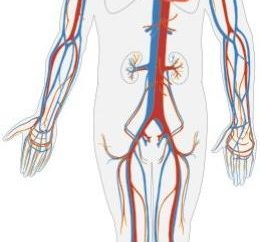 Suivi circulation humaine: la structure et le rôle dans le corps