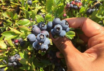 predição da baga. Por sonho de blueberries?
