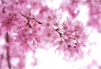 Was ist Sakura und Japanisch als es teuer ist