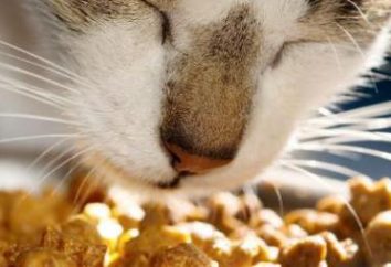 Ahora (comida para gatos): Descripción