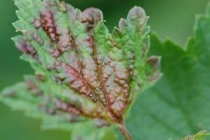 Des taches rouges sur les feuilles de cassis – une cause de préoccupation