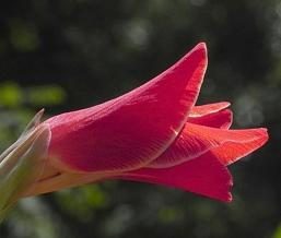Beim Graben Gladiolen: Tipps Profis
