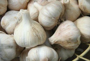 Come a succhiare l'aglio: l'uso, l'efficacia e le proprietà