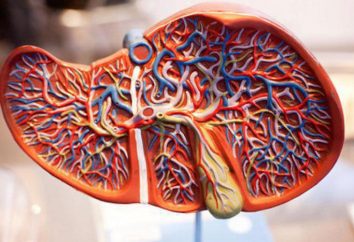 El aumento de hígado: síntomas de tratamiento y las causas, prevención