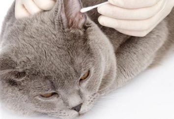 Come pulire correttamente le orecchie di un gatto? Come pulire le orecchie per i gatti piegati?