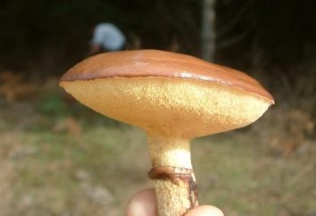Délicieux graisseurs de champignons. Comment il décaper correctement?