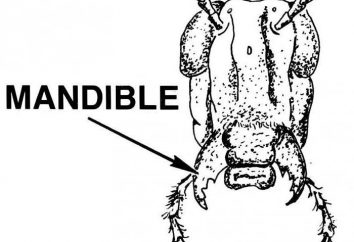 Mandable to szczęka owadów?