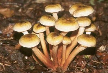 Combien de temps pour cuisiner les champignons? Secrets de cuisine des champignons sauvages