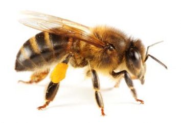 Como verificar a mel natural e não comprar um falso?