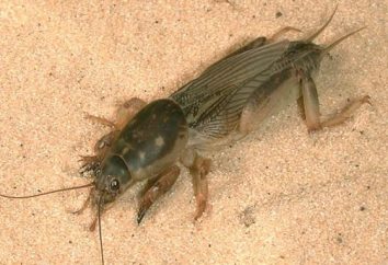 Quel est le cricket: photo et la description de l'insecte