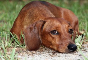 Dachshund: opiniones de los propietarios. dachshund enano: opiniones