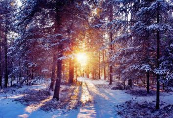 Description forêt d'hiver. conte de fées en temps réel