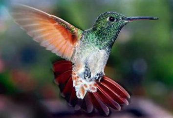 Was ist die Höchstgeschwindigkeit eines Kolibris die weibliche Balz?