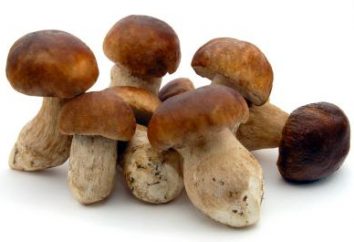 funghi porcini: descrizione e ricette