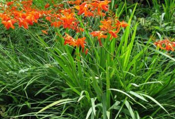 Gladiolus japonês: descrição e características de cultivo