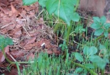 goutweed grama: propriedades úteis e aplicação de planta