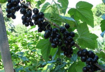 Ribes nero "Bummer": descrizione della varietà, foto
