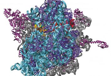 Einfache und komplexe Proteine. Die Struktur, Funktionen, Eigenschaften, Merkmale, Beispiele von komplexen Proteinen