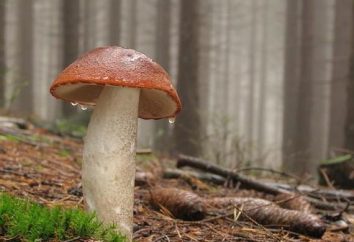 Mushroom krasnogolovik: Guloseima floresta