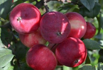 albero di mele caro: una descrizione, foto, recensioni di grado