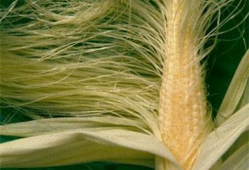 seda de milho: propriedades úteis e contra-indicações