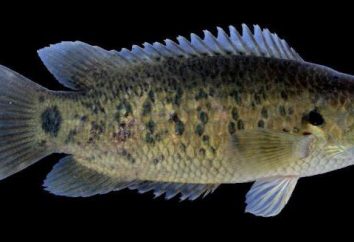 Fish Anabas: description, caractéristiques et avantages pour les humains