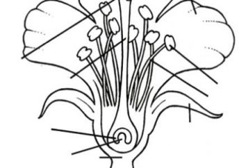 La struttura circuitale del fiore. I fiori sono ermafroditi e dioica