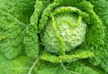 Unico vegetale – verza. Benefici e danni, consigli di cucina