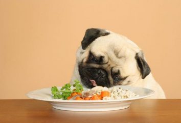 Karma dla psów dieta: Charakterystyka wybór. Wpływ na ciele zwierzęcia, z pewnymi chorobami