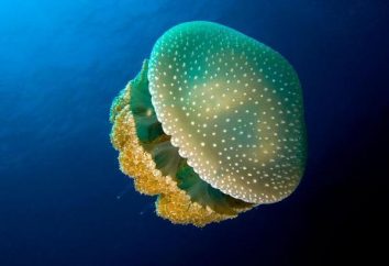 ¿Qué tan peligroso medusas del Mar Negro?