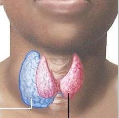 Goitre nodulaire de la glande thyroïde: causes, symptômes et méthodes de traitement