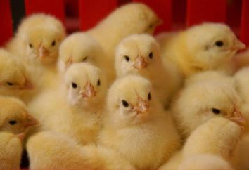 Pollos-pollos: crecimiento para la carne. Alimentación, condiciones de vida