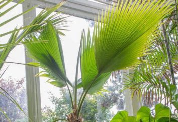 Dlaczego żółkną i opadają liście palmowe pokój?
