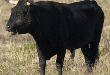 Che sogno: gli attacchi toro con le corna, toro nero, per allontanarsi dal toro
