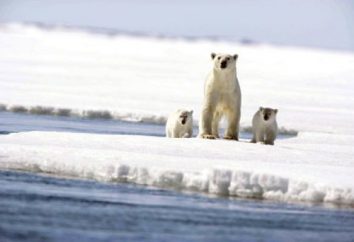 animali artici. Polo Nord: la fauna, in particolare la sopravvivenza nel clima rigido