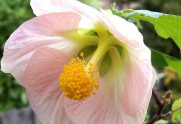 Dowiedzieć się, dlaczego w kwitnących roślin nazywa podwójne zapłodnienie