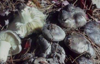 Cichy Hunt: jadalne grzyby jesień