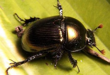 Dung beetle – habitat e stile di vita