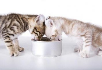 gato salvaje: cómo domesticar a las manos y la bandeja?