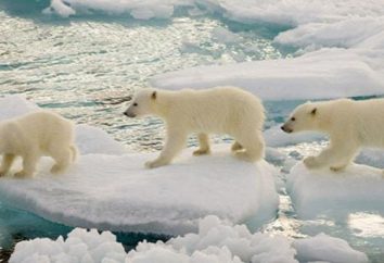 Em uma área natural habitada por ursos polares e no qual continentes?