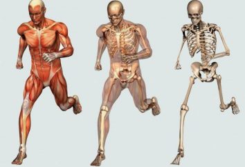 Knochen als Organ: Struktur, Eigenschaften, Funktionen,