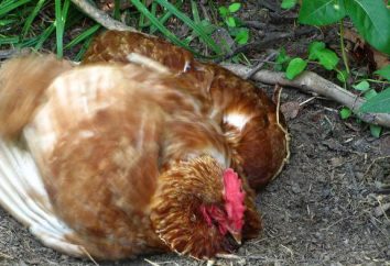 Lice ont des poulets: comment obtenir? Traitement et prévention